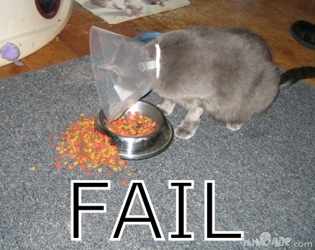 failed-cat.jpg